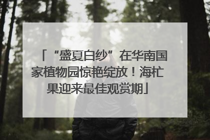 “盛夏白纱”在华南国家植物园惊艳绽放！海杧果迎来最佳观赏期