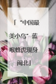 “中国最美小鸟”蓝喉蜂虎现身闽北