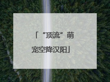 “顶流”萌宠空降汉阳