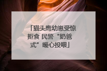 猫头鹰幼崽受惊拒食 民警“奶爸式”暖心投喂
