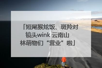 短尾猴炫饭、斑羚对镜头wink 云南山林萌物们“营业”啦