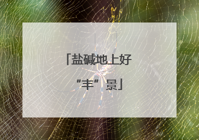 盐碱地上好“丰”景