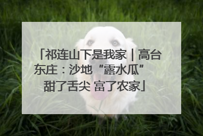 祁连山下是我家｜高台东庄：沙地“露水瓜” 甜了舌尖 富了农家