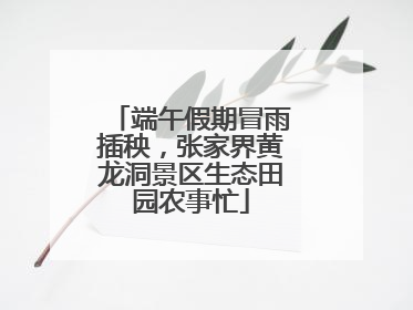 端午假期冒雨插秧，张家界黄龙洞景区生态田园农事忙