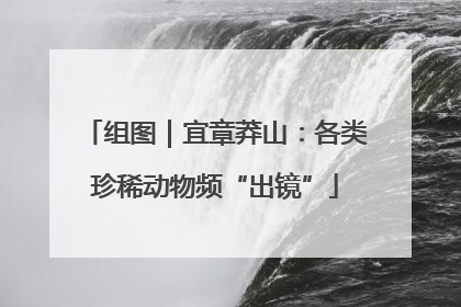 组图｜宜章莽山：各类珍稀动物频“出镜”