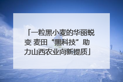 一粒黑小麦的华丽蜕变 麦田“黑科技”助力山西农业向新提质