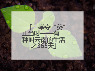 一举夺“葵”正当时——有一种叫云南的生活之365天