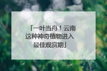 一叶当舟！云南这种神奇植物进入最佳观赏期