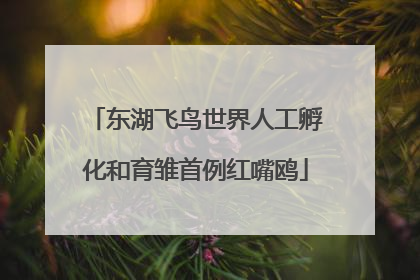 东湖飞鸟世界人工孵化和育雏首例红嘴鸥