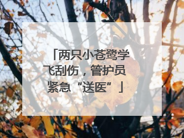 两只小苍鹭学飞刮伤，管护员紧急“送医”