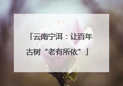 云南宁洱：让百年古树“老有所依”
