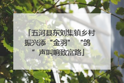 五河县东刘集镇乡村振兴添“金羽” “鸽”声叫响致富路