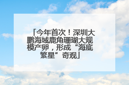 今年首次！深圳大鹏海域鹿角珊瑚大规模产卵，形成“海底繁星”奇观