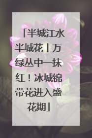 半城江水半城花丨万绿丛中一抹红！冰城锦带花进入盛花期