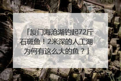 厦门海沧湖钓起72斤石斑鱼！2米深的人工湖为何有这么大的鱼？