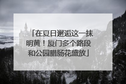 在夏日邂逅这一抹明黄！厦门多个路段和公园腊肠花盛放