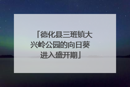 德化县三班镇大兴岭公园的向日葵进入盛开期