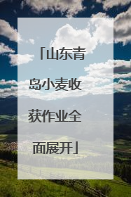 山东青岛小麦收获作业全面展开
