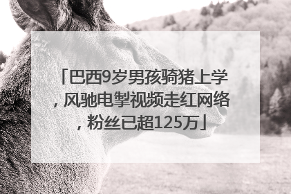 巴西9岁男孩骑猪上学，风驰电掣视频走红网络，粉丝已超125万