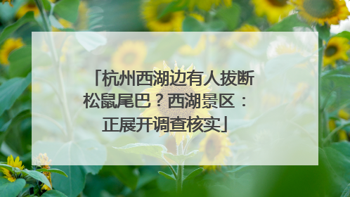杭州西湖边有人拔断松鼠尾巴？西湖景区：正展开调查核实