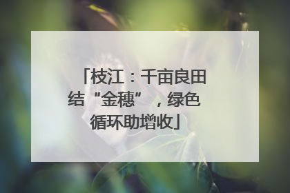 枝江：千亩良田结“金穗”，绿色循环助增收