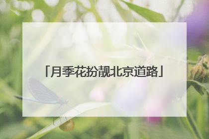 月季花扮靓北京道路