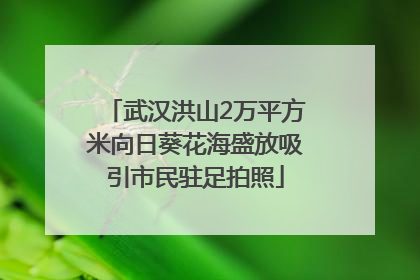 武汉洪山2万平方米向日葵花海盛放吸引市民驻足拍照