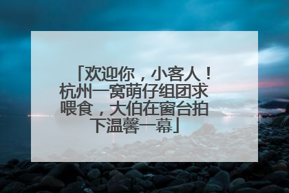 欢迎你，小客人！杭州一窝萌仔组团求喂食，大伯在窗台拍下温馨一幕