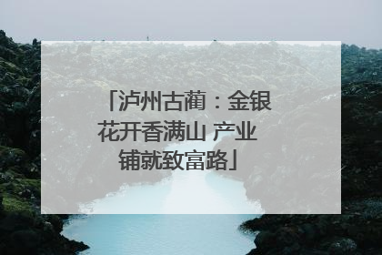 泸州古蔺：金银花开香满山 产业铺就致富路