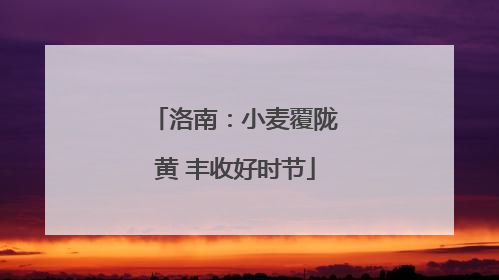 洛南：小麦覆陇黄 丰收好时节
