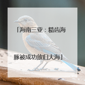 海南三亚：糙齿海豚被成功放归大海