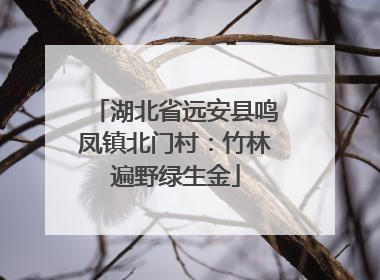 湖北省远安县鸣凤镇北门村：竹林遍野绿生金