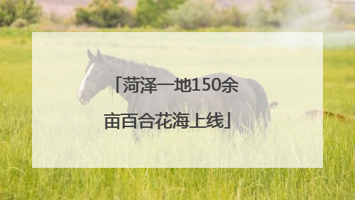 菏泽一地150余亩百合花海上线