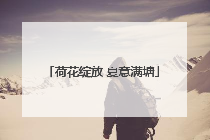 荷花绽放 夏意满塘