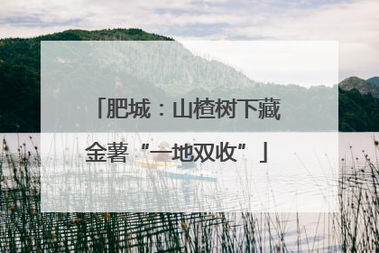 肥城：山楂树下藏金薯“一地双收”