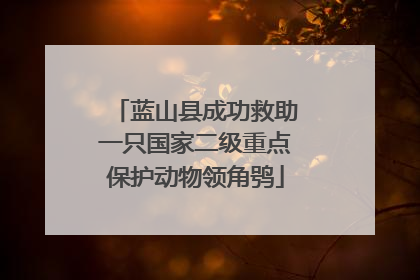 蓝山县成功救助一只国家二级重点保护动物领角鸮