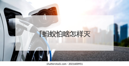 蚂蚁怕啥怎样灭蚂蚁不留痕？蚂蚁用什么药能彻底消灭？答案在这！
