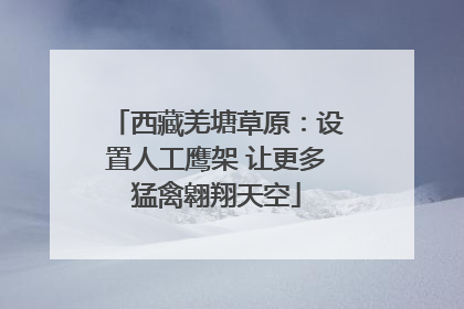 西藏羌塘草原：设置人工鹰架 让更多猛禽翱翔天空