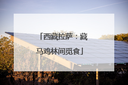西藏拉萨：藏马鸡林间觅食