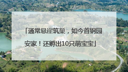 通常悬崖筑巢，如今首钢园安家！还孵出10只萌宝宝