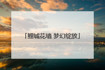 鲤城花墙 梦幻绽放