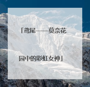 鸢尾——莫奈花园中的彩虹女神