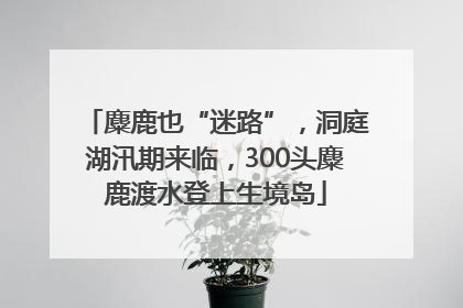 麋鹿也“迷路”，洞庭湖汛期来临，300头麋鹿渡水登上生境岛