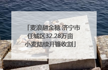 麦浪翻金穗 济宁市任城区32.28万亩小麦陆续开镰收割