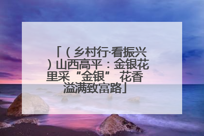 （乡村行·看振兴）山西高平：金银花里采“金银” 花香溢满致富路