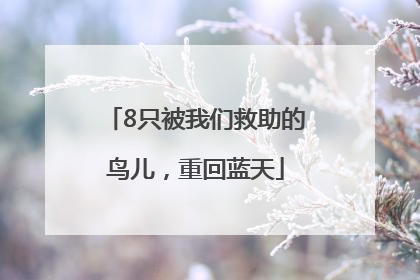 8只被我们救助的鸟儿，重回蓝天
